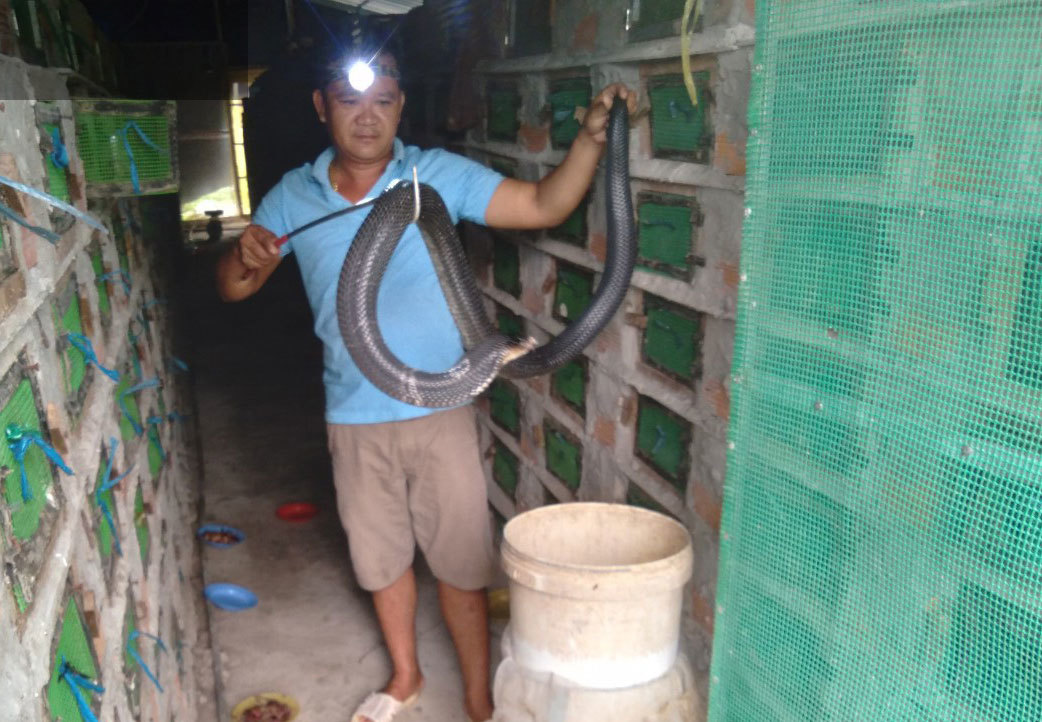 Một ông nông dân nuôi hàng chục nghìn con rắn hổ mang, cứ bán 1 con lời 1 triệu, dân xem khiếp vía