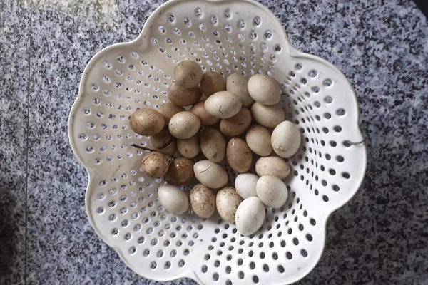 Trứng loài chim hoang dã giống như vịt, 50 ngàn/quả vẫn không có bán