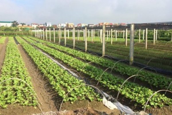 Thiệu Hóa: Nước rút hoàn thành xây dựng huyện nông thôn mới