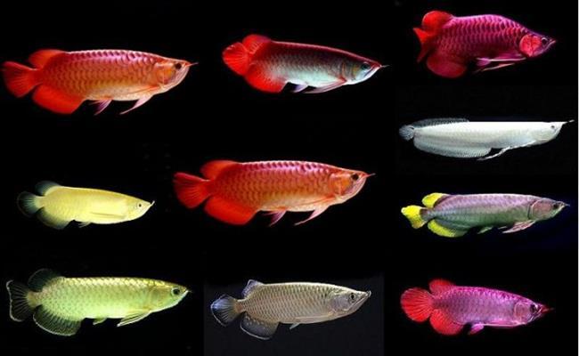Những loài vật đột biến tưởng vô giá trị, ai dè bỏ cả núi tiền mới mua được