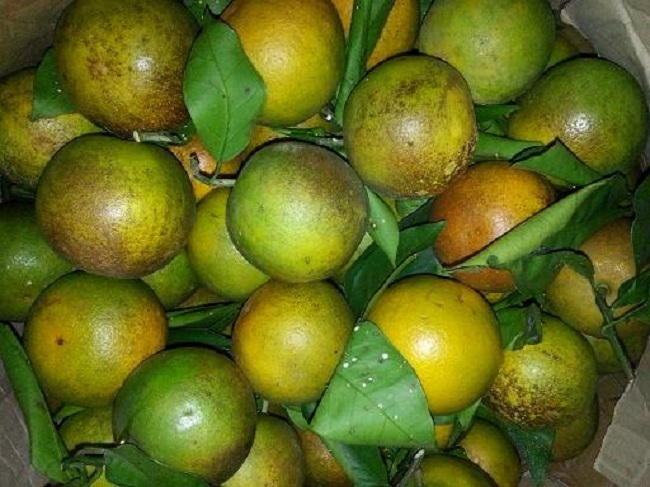 Cam Vinh chỉ 5 nghìn đồng/kg, người bán tiết lộ gì?