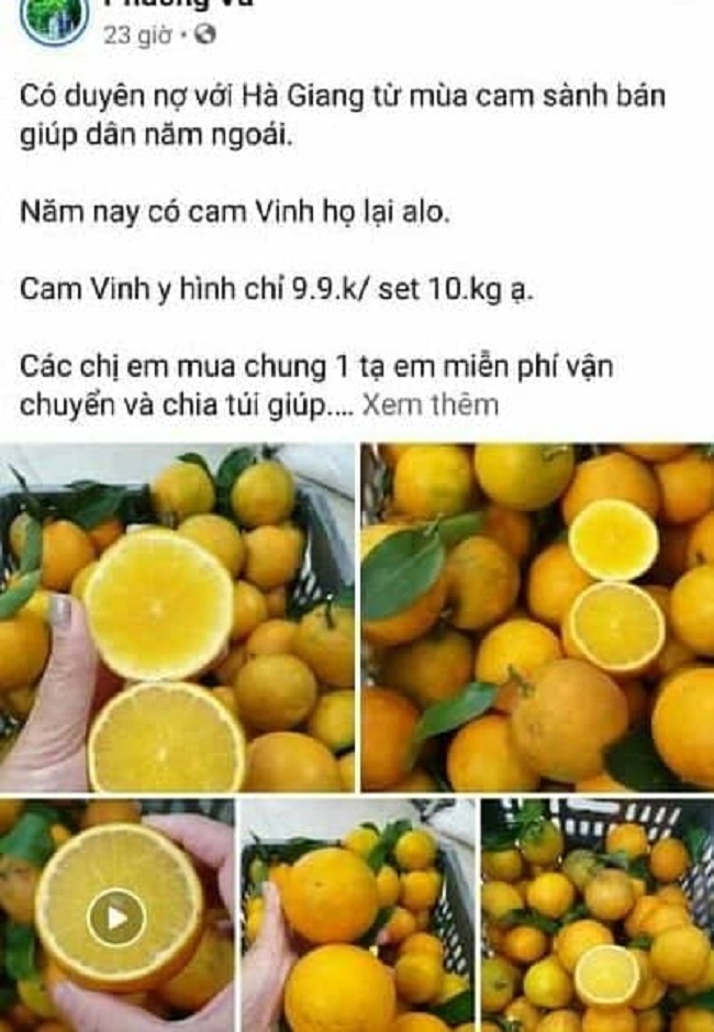 6. Mô hình trồng Cam Vinh theo tiêu chuẩn VietGap