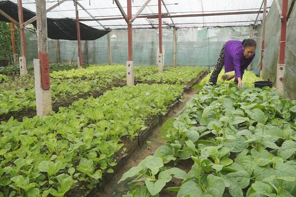 Mô hình vườn mẫu, mang lại thu nhập 'chắc ăn' cho người dân xã biển