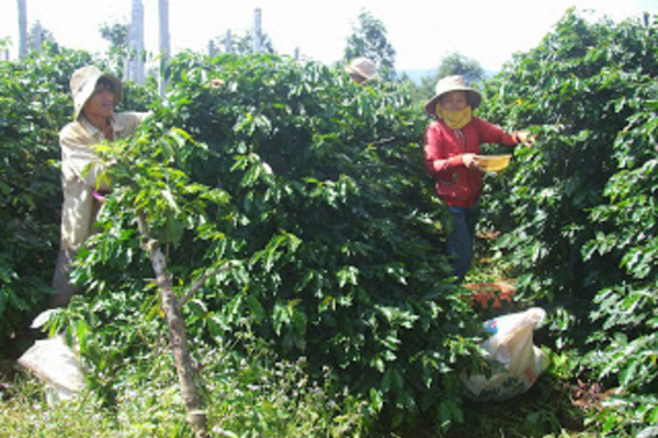 Chuyện xây dựng thương hiệu cho nông phẩm ở miền núi Sông Hinh