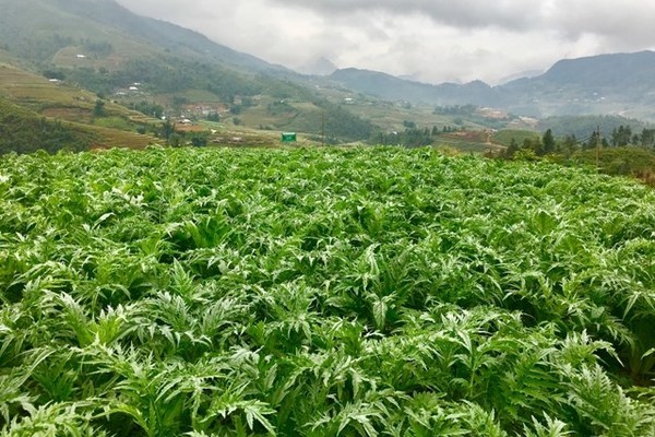 NTM Lào Cai: Gây dựng thương hiệu cho dược liệu sạch