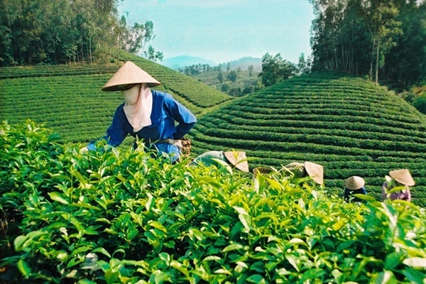 Tổng cục thống kê sử dụng ba nguồn thông tin để xây dựng Sách trắng hợp tác xã Việt Nam