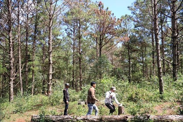 Xã Thuận Hóa phát huy lợi thế từ rừng để cải thiện tiêu chí thu nhập
