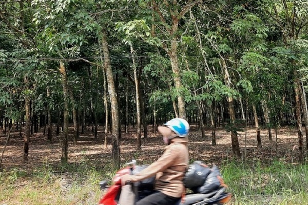 ĐBQH tỉnh Gia Lai nói cây cao su thải khí CO2, chuyên gia lên tiếng