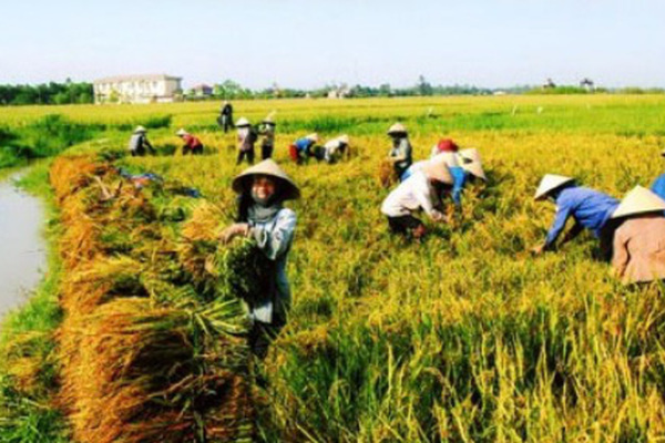Nông nghiệp, nông dân, nông thôn có vị trí chiến lược