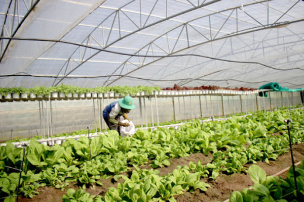 Hội Nông dân TP Hồ Chí Minh Có nhiều mô hình nông dân học tập làm theo  Bác mang hiệu quả thiết thực