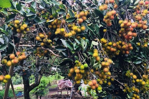 Đồng Nai đi đầu trong xây dựng NTM nhờ phát triển cây trồng có thế mạnh