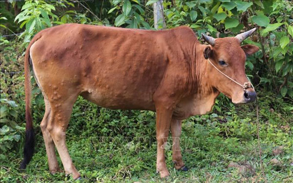 Measures needed to prevent bovine 'lumpy skin disease' from spreading: Ministry