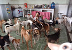 Woman dedicates her life to stray dogs