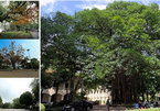 Green trees, a part of Hanoi’s soul