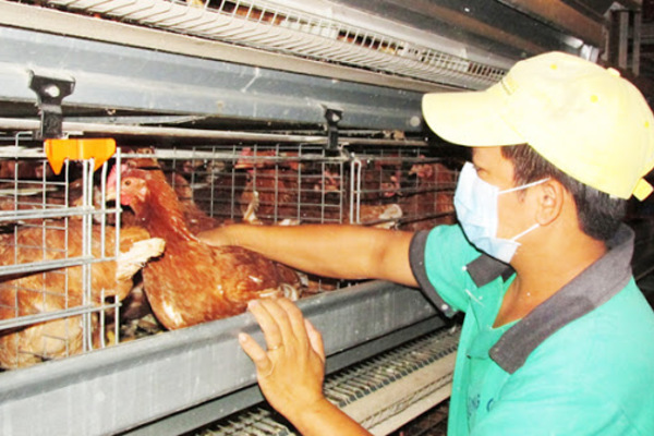 Xây dựng NTM: Đồng Nai dẫn đầu về xây dựng chuỗi liên kết