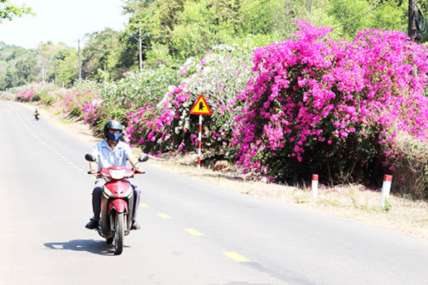 Ấn tượng gần 20km đường hoa luôn rực rỡ sắc đỏ, sắc hồng