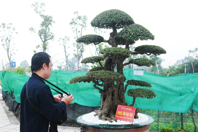 Cặp cây 'không tuổi' có gì mà nhiều đại gia thèm muốn, trả giá tiền tỷ?