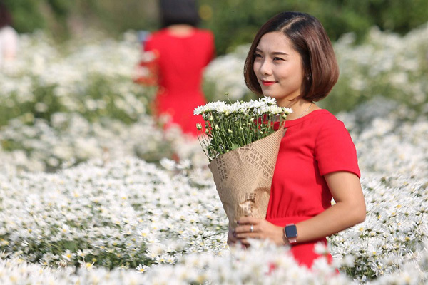 A romantic Hanoi in ox-eye daisy season