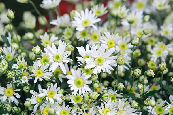 A romantic Hanoi in ox-eye daisy season