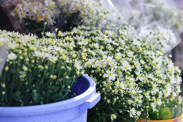 A romantic Hanoi in ox-eye daisy season