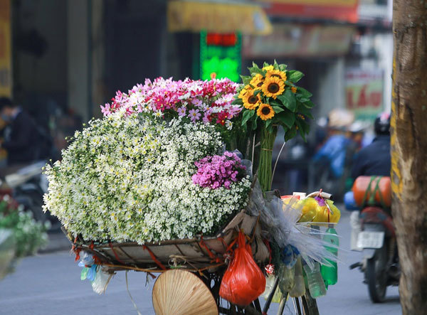 A romantic Hanoi in ox-eye daisy season