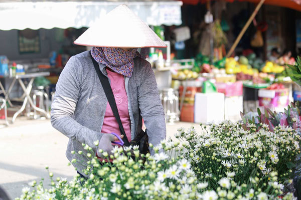 A romantic Hanoi in ox-eye daisy season