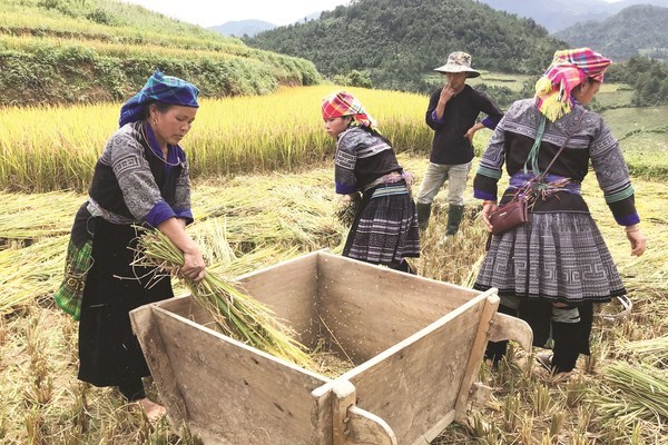 Phụ nữ Mù Cang Chải tích cực góp phần xây dựng nông thôn mới