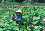 Sampling lotus cuisine of northern Vietnam