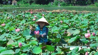 Sampling lotus cuisine of northern Vietnam