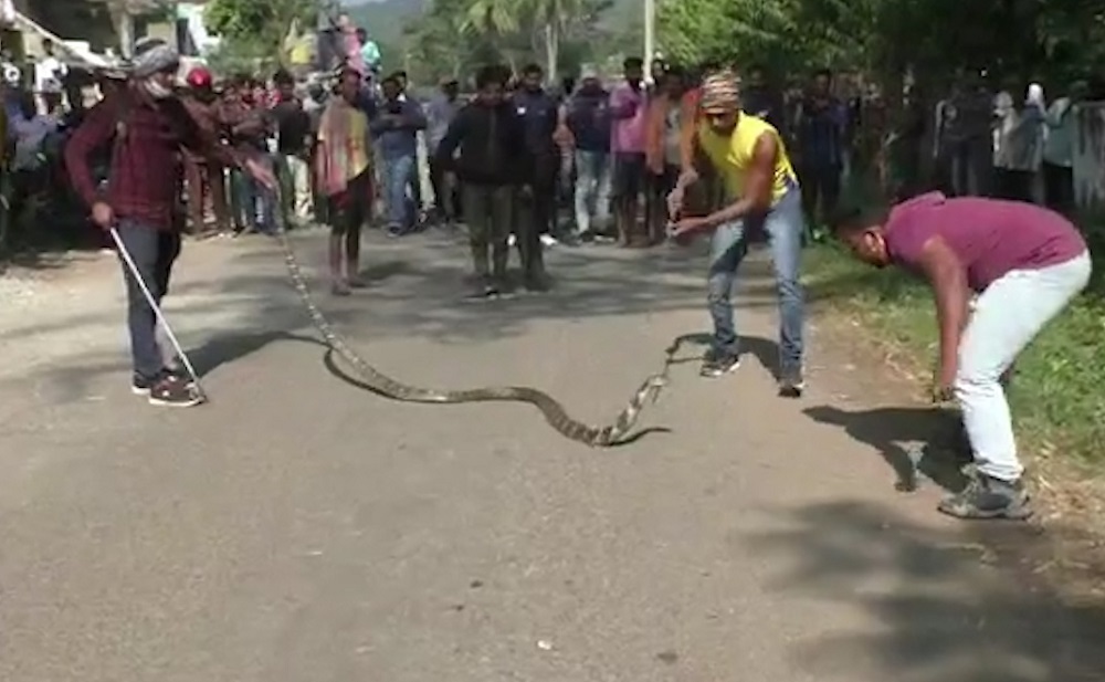 Chen chân xem bắt rắn độc dài 4m trước cổng trường tiểu học