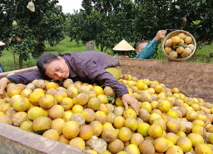 Cam Vinh chất đống trên xe tải đổ bỏ sau lũ