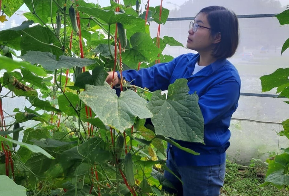 Cô gái miền núi mang khát vọng đào tạo nông nghiệp công nghệ cao