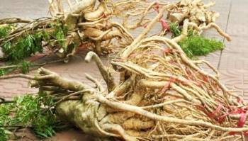 Hết thời sốt giá, loài ‘sâm' đắt đỏ giờ bán chẳng ai mua, dân đành nhổ bỏ