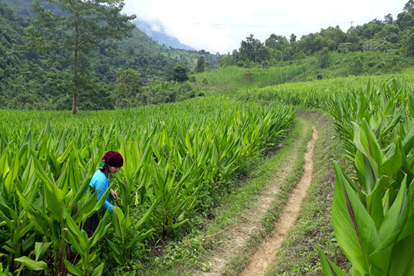 Các thành viên Ban Chỉ đạo xây dựng NTM xã Mậu Long trực tiếp phụ trách từng thôn, bản