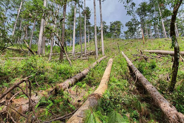 Vietnam’s primeval forest area shrinking