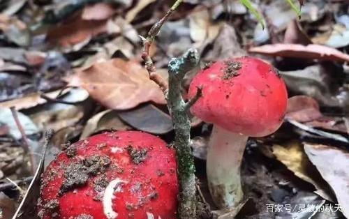 Nhìn như nấm độc nhưng giá hàng triệu đồng/kg, 1 năm chỉ thu hoạch được 10kg