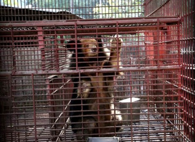 More bears in Vietnam rescued