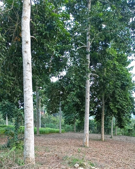 Dổi  cây đa giá trị tạo sinh kế bền vững ở Krông Nô