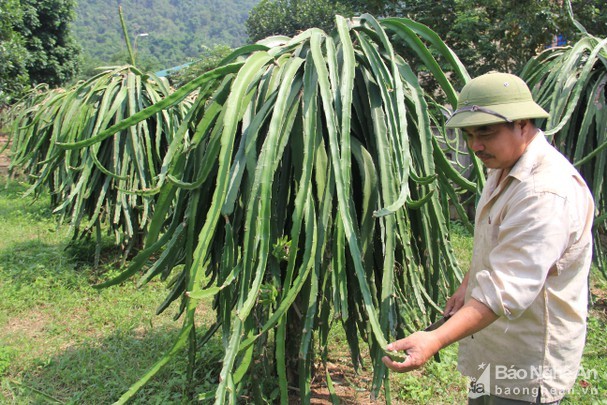Người đàn ông biến 'vùng đất chết' thành vựa thanh long lớn nhất Nghệ An