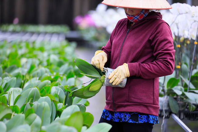 Một vườn lan 'siêu to khổng lồ' trên cao nguyên Di Linh mỗi năm doanh thu 20 tỷ đồng