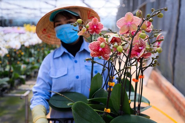 Một vườn lan 'siêu to khổng lồ' trên cao nguyên Di Linh mỗi năm doanh thu 20 tỷ đồng
