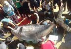 Vietnam’s tuna exports soar as EVFTA tariff cuts take effect