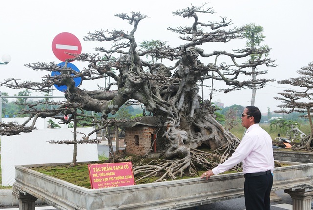 Đã mắt với vẻ kỳ quái, hầm hố của 'siêu cây', trả bao nhiêu cũng không bán