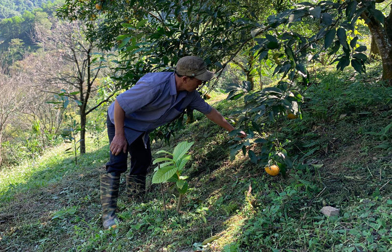 Loài cây ra thứ hoa bán đắt như vàng, trước dân đào đổ đi không hết, nay lại chăm chút trồng lại