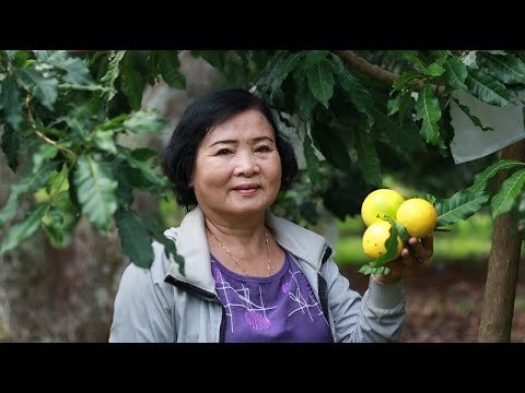 ‘Hái ra vàng’ từ cây mãng cầu hạt lép và vú sữa hoàng kim