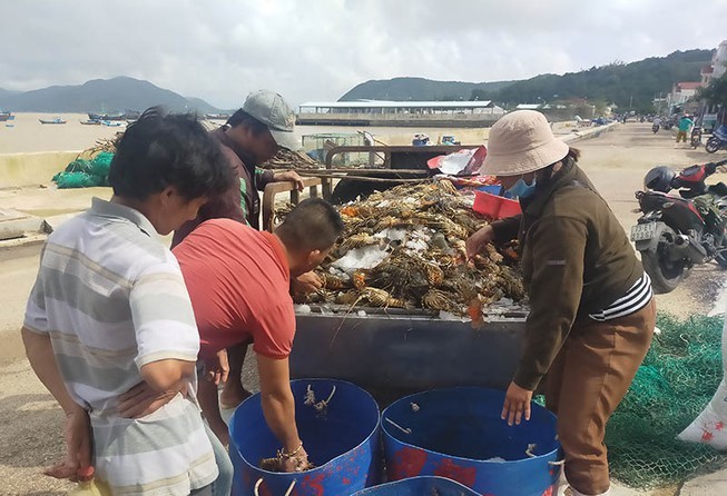 Tai họa lịch sử: 10 nghìn ha mất trắng, hàng ngàn tấn tôm cá chết