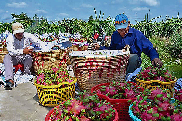 Gẩy tay rao hàng, lão nông bán chục tỷ tiền lươn, 26 tấn chôm chôm