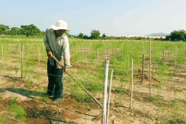 Nông dân Ninh Thuận giàu nhờ ‘rau hoàng đế’