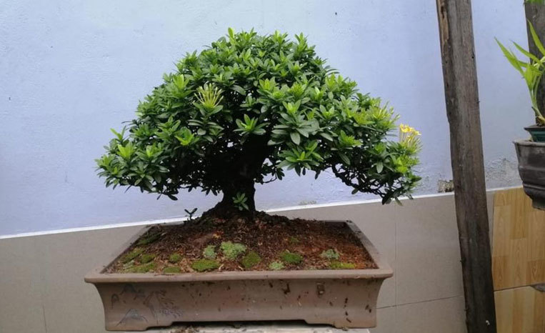 Cây 'tí hon' nằm gọn trong bàn tay, khách chịu chơi chi cả chục triệu mua về ngắm