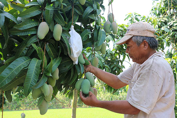 An Giang: Đổi mới mạnh mẽ mô hình tăng trưởng trong nông nghiệp để bứt phá